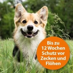 ARDAP Spot-On Für Hunde -Pet Haus Verkauf ardap spot on fur hunde 2