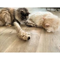 Aumüller Katzenspielkissen Zappel - Frettchen Speedy -Pet Haus Verkauf aumueller katzen spielzeug zappel frettchen freddy web 1