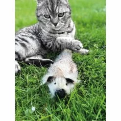 Aumüller Katzenspielkissen Zappel - Frettchen Speedy -Pet Haus Verkauf aumueller katzen spielzeug zappel frettchen freddy web 10