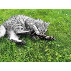 Aumüller Katzenspielkissen Zappel - Frettchen Speedy -Pet Haus Verkauf aumueller katzen spielzeug zappel frettchen freddy web 7