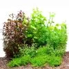 Dennerle Plants Aquariumpflanzen Mix Schnellwachsend -Pet Haus Verkauf dennerle plants aquariumpflanzen mix schnellwachsend1