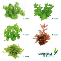 Dennerle Plants Aquariumpflanzen Mix Schnellwachsend -Pet Haus Verkauf dennerleplants mix schnellwachsend 5er60a254178e24b