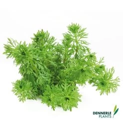 Dennerle Plants Aquariumpflanzen Mix Schnellwachsend -Pet Haus Verkauf dennerleplants mix schnellwachsend alle 260a254128bb60