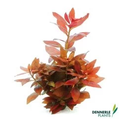Dennerle Plants Aquariumpflanzen Mix Schnellwachsend -Pet Haus Verkauf dennerleplants mix schnellwachsend alle 560a254157142b
