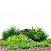 Dennerle Plants Aquariumpflanzen 4er Mix Vordergrund -Pet Haus Verkauf dennerleplants mix vordergrund 1