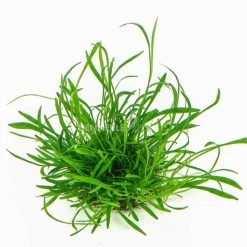 Dennerle Plants Aquariumpflanzen 4er Mix Vordergrund -Pet Haus Verkauf dennerleplants mix vordergrund 3