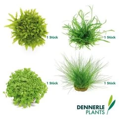Dennerle Plants Aquariumpflanzen 4er Mix Vordergrund -Pet Haus Verkauf dennerleplants mix vordergrund 6
