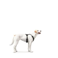 Hunter Geschirr Maldon Grau -Pet Haus Verkauf hunter geschirr maldon grau 4