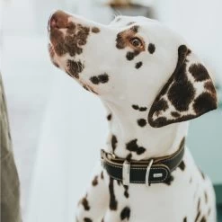 Hunter Halsband Aalborg Special Schwarz -Pet Haus Verkauf hunter halsband aalborg special 2