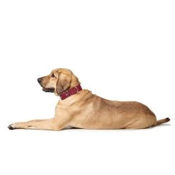 Hunter Halsband Aalborg Special Cognac -Pet Haus Verkauf hunter halsband aalborg special 3