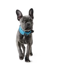 Hunter Halsung Divo Hellblau 12 Hunter Halsung Divo Hellblau -Pet Haus Verkauf hunter halsung divo 1