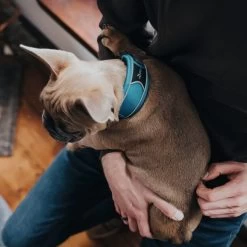 Hunter Halsung Divo Hellblau 11 Hunter Halsung Divo Hellblau -Pet Haus Verkauf hunter halsung divo 2