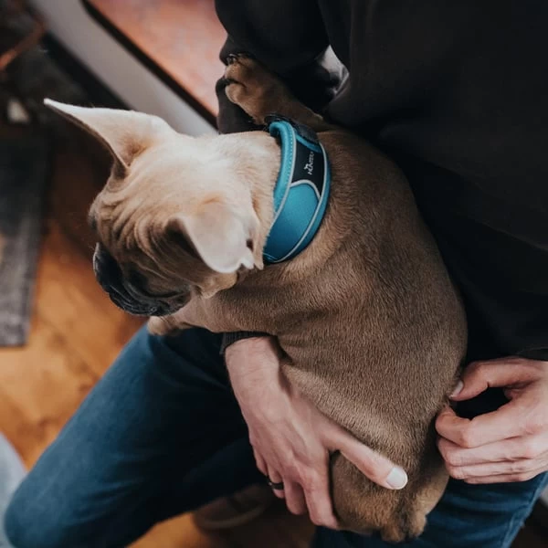 Hunter Halsung Divo Hellblau 6 Hunter Halsung Divo Hellblau – Bild 4