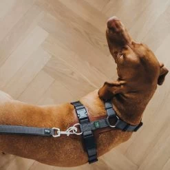 Hunter Verstellbare Führleine Divo Grau -Pet Haus Verkauf hunter verstellbare fuehrleine divo grau 4