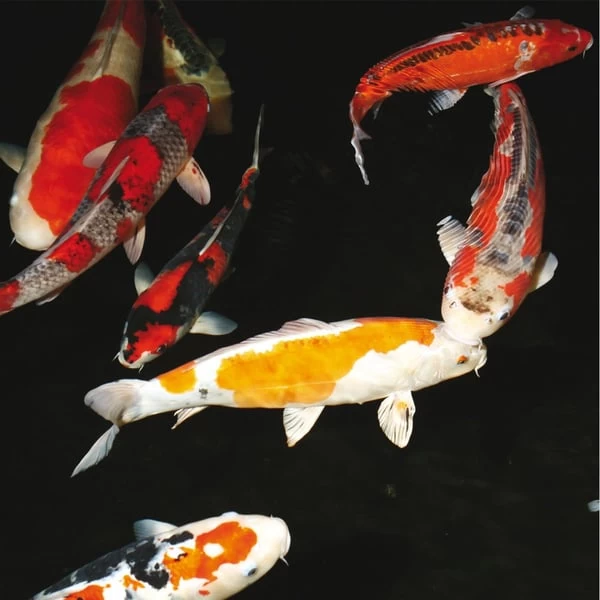 JBL BactoPond Biologischer Teichreiniger 4 JBL BactoPond Biologischer Teichreiniger – Bild 2