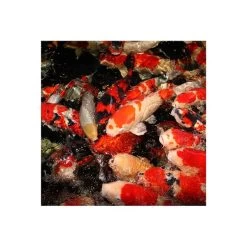 JBL PROPOND Staple M 11kg + Futtertonne Gratis -Pet Haus Verkauf jbl propond staple m fischeWovRijMq1rqJf