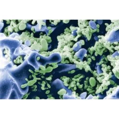 Sera Pond Siporax 2kg (10l) -Pet Haus Verkauf sera siporax pond 2