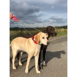 WowWow Professional Halsband Rot -Pet Haus Verkauf wowwow halsband alle 16091513587714