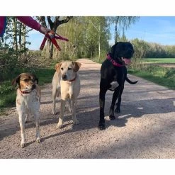 WowWow Professional Halsband Rot -Pet Haus Verkauf wowwow halsband alle 460915138974a3