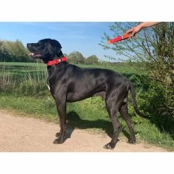 WowWow Professional Halsband Rot -Pet Haus Verkauf wowwow halsband alle 56091513a5f73a