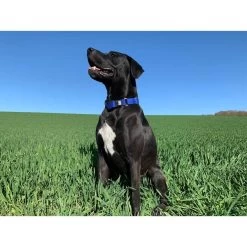 WowWow Professional Halsband Rot -Pet Haus Verkauf wowwow halsband alle 66091513b7676c