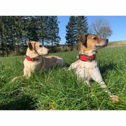 WowWow Professional Halsband Rot -Pet Haus Verkauf wowwow halsband alle 76091513c8659d